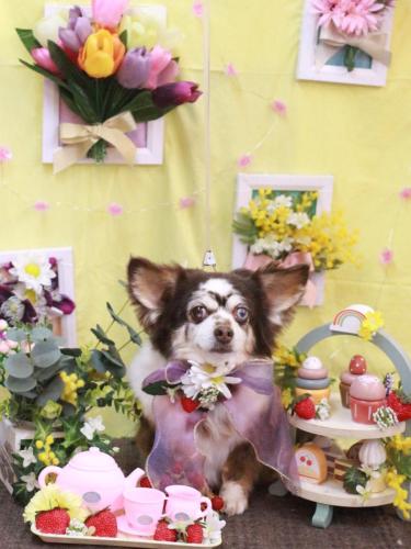 20230326チョコちゃん